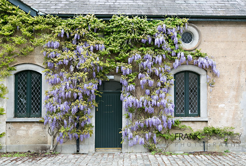 Wisteria covering a wall at Farmleigh in the Phoenix Park